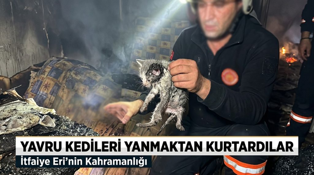 Yavru kedileri yanmaktan kurtardılar